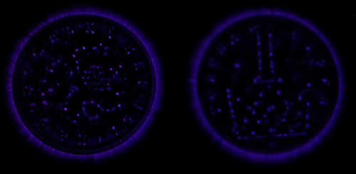 Kirlian photography of a 1 CZK coin (AC flyback)